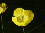 FZ015073 Yellow poppy in the shed.jpg